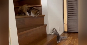 先輩猫がいる『階段の上』に行こうと『0歳の子猫』が挑戦した結果…思わず応援したくなる『かわいい光景』に反響「てぇてぇ」「がんばれぇ～」