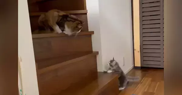 先輩猫がいる『階段の上』に行こうと『0歳の子猫』が挑戦した結果…思わず応援したくなる『かわいい光景』に反響「てぇてぇ」「がんばれぇ～」