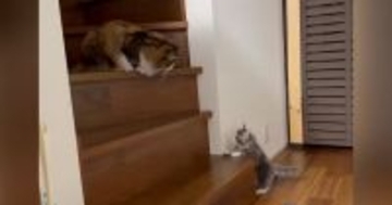 先輩猫がいる『階段の上』に行こうと『0歳の子猫』が挑戦した結果…思わず応援したくなる『かわいい光景』に反響「てぇてぇ」「がんばれぇ～」
