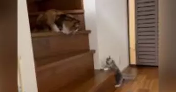 先輩猫がいる『階段の上』に行こうと『0歳の子猫』が挑戦した結果…思わず応援したくなる『かわいい光景』に反響「てぇてぇ」「がんばれぇ～」