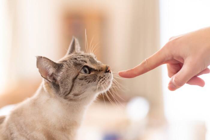 猫があなたに『撫でてほしい』と伝えているサイン5選　気持ちを読み取るコツや喜ばれる撫で方まで