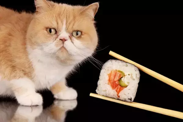 猫が命を落としかねない『生の食べ物』3つ　知らないと危険な理由や誤って食べた場合の対処法まで