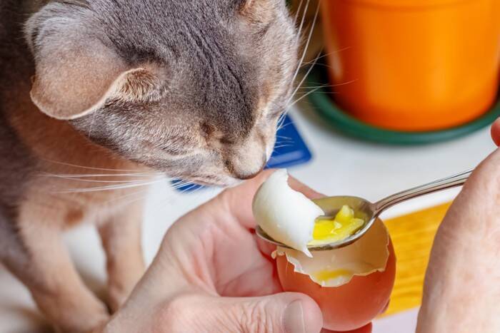 猫が命を落としかねない『生の食べ物』3つ　知らないと危険な理由や誤って食べた場合の対処法まで