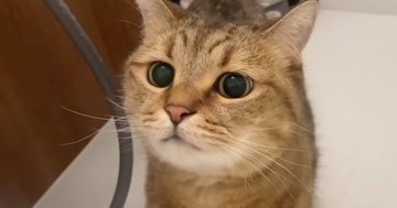 部屋を移動するたびに後をついてくる『甘えん坊な猫』…思わず笑う『可愛いストーカー』ぶりに「いろいろな所に出没するｗ」「チェックしにきたｗ」