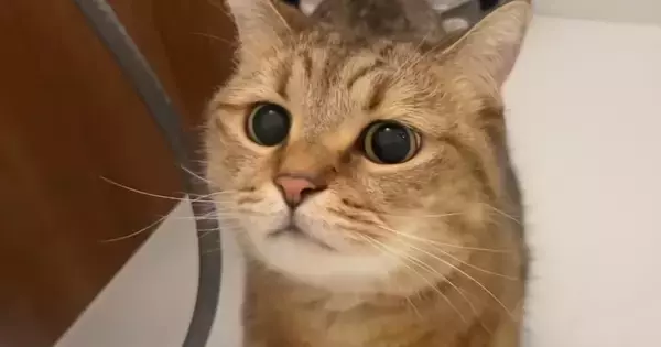 部屋を移動するたびに後をついてくる『甘えん坊な猫』…思わず笑う『可愛いストーカー』ぶりに「いろいろな所に出没するｗ」「チェックしにきたｗ」