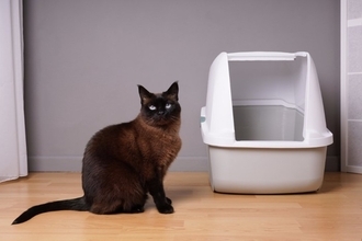 猫がよく使うアイテムには『最適な置き場所』がある？5つの用品ごとの解説から環境作りのコツまで