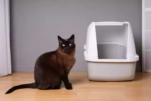 猫がよく使うアイテムには『最適な置き場所』がある？5つの用品ごとの解説から環境作りのコツまで