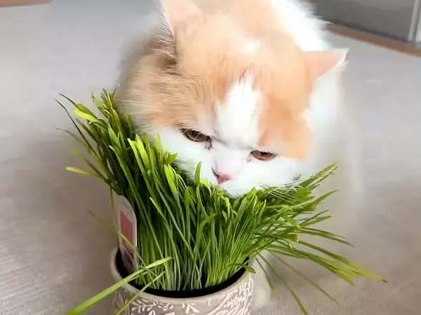 いつもは温厚なネコ→大好物の『猫草』を前にした瞬間、性格が…想像以上の『豹変っぷり』に「肉食動物かのよう」「めちゃくちゃ食べるね」の声