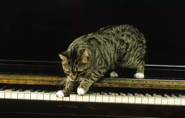 類まれな才能で聴く人を魅了し続けた、野良出身の「天才ピアニスト猫」　米国　