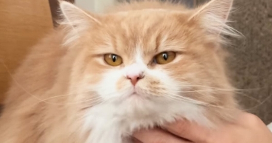 冬はフワフワの毛で覆われている猫→夏になると、『まるで別猫』のようになって…衝撃のビフォアフが10万再生「すごい違い」「えー驚いた」