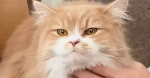 冬はフワフワの毛で覆われている猫→夏になると、『まるで別猫』のようになって…衝撃のビフォアフが10万再生「すごい違い」「えー驚いた」