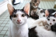 『捨て猫や野良猫』が減らない3つの理由　どうすれば改善できる？私たちが取るべき行動とは