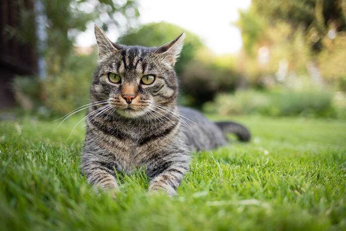 『捨て猫や野良猫』が減らない3つの理由　どうすれば改善できる？私たちが取るべき行動とは