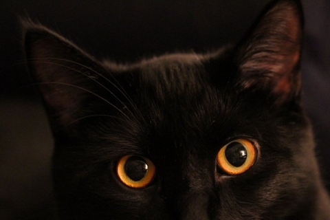 猫が『夜行性』だと勘違いされやすい理由4つ　実際の生活リズムや習性に関する知識