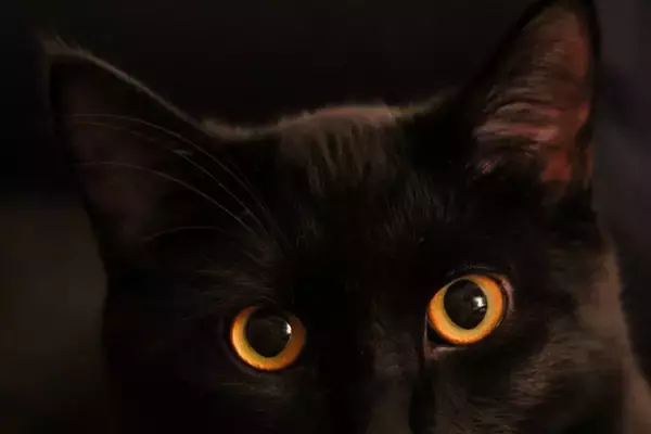 猫が『夜行性』だと勘違いされやすい理由4つ　実際の生活リズムや習性に関する知識