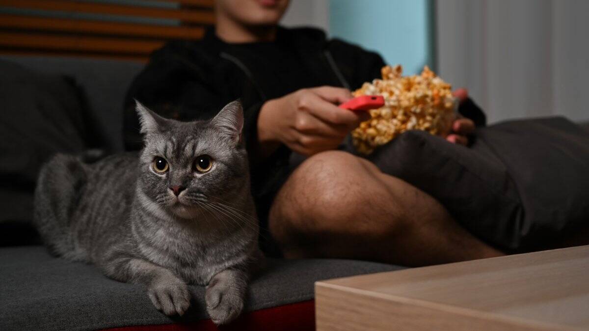 猫が『夜行性』だと勘違いされやすい理由4つ　実際の生活リズムや習性に関する知識