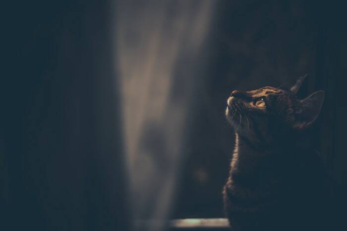 猫が『夜行性』だと勘違いされやすい理由4つ　実際の生活リズムや習性に関する知識