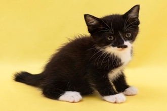 愛らしい『靴下猫』の魅力2選！どうしてみんな白ソックスを履いているの？