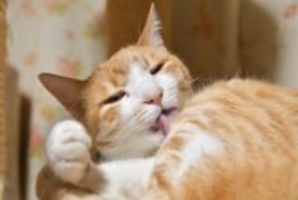 猫の体に『ハゲ』ができるときの原因3つ　病気の可能性から対処法まで解説