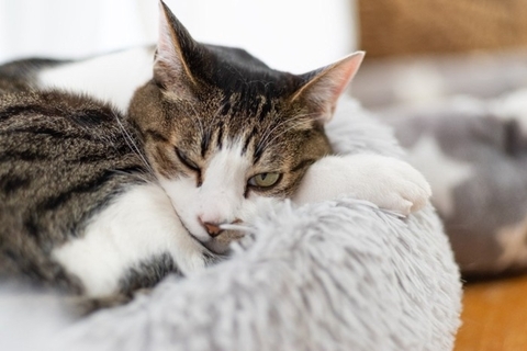 『寝起きが悪い猫』がやりがちな仕草3つ　体に異常がある可能性も？注意が必要なことまで