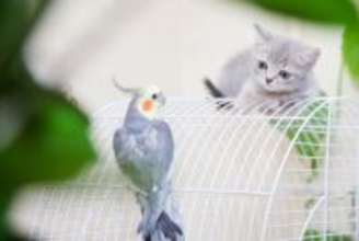 猫と同時に飼うのは避けるべき『動物』5選　相性が悪い理由や注意すべきこと