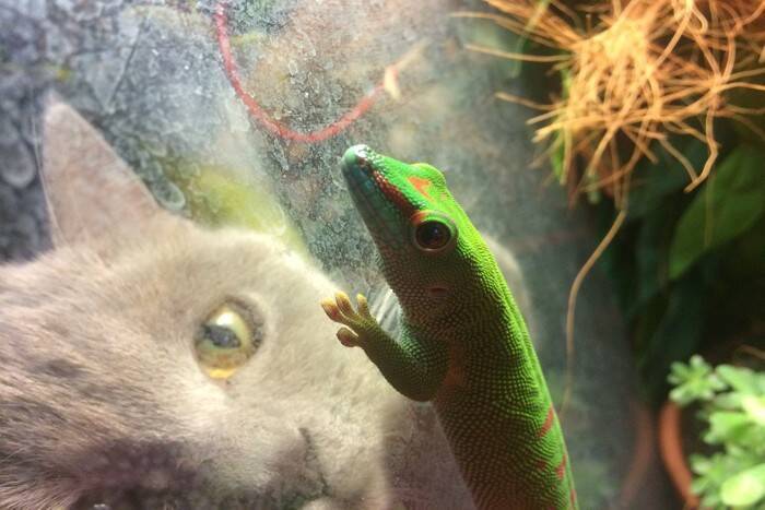 猫と同時に飼うのは避けるべき『動物』5選　相性が悪い理由や注意すべきこと