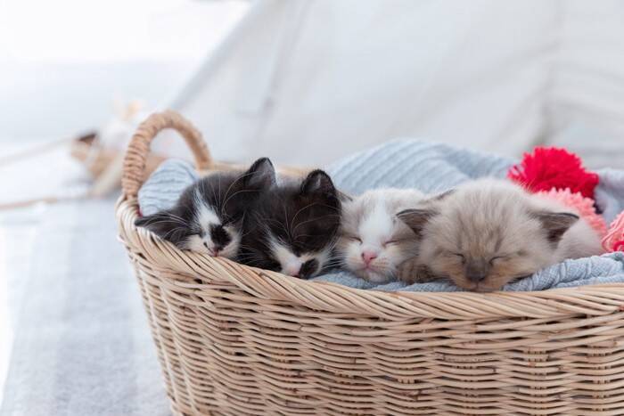 子猫の『成長を妨害する』絶対NG行為4つ　成猫期にまで影響が及ぶ可能性も