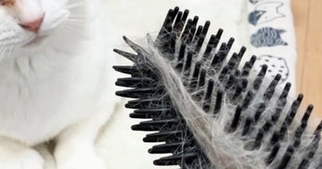 ネコが『自分の毛がついたブラシ』を見たら→表情が……たまらなく可愛らしい『リアクション』に「生き物に見えてるのかな」「賢いね」と反響