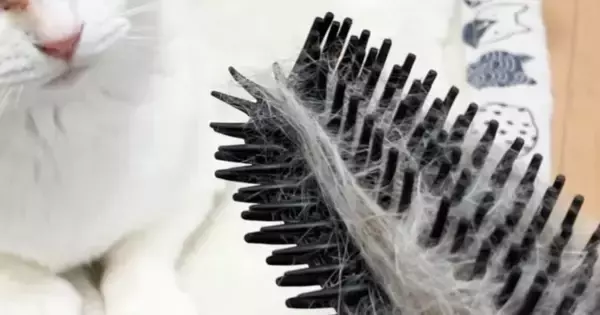 ネコが『自分の毛がついたブラシ』を見たら→表情が……たまらなく可愛らしい『リアクション』に「生き物に見えてるのかな」「賢いね」と反響