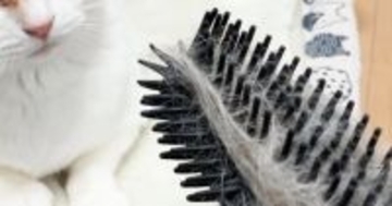 ネコが『自分の毛がついたブラシ』を見たら→表情が……たまらなく可愛らしい『リアクション』に「生き物に見えてるのかな」「賢いね」と反響