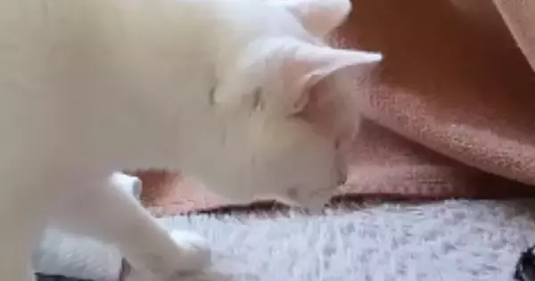 猫がこたつから出ていた『謎の物体』を見つけた結果…可愛すぎるリアクションが291万再生「ツチノコ発見したみたいなｗ」「ニヤけたｗ」