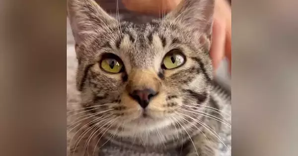 週1で家にくるおばあちゃんに猫が『ブラッシング』されると…可愛すぎる光景が50万再生「力加減がいいのかな」「ゴッドハンドだね」