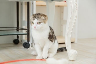 『丸っとしたフォルム』が魅力的な猫種7選　それぞれの特徴や飼育のコツもご紹介