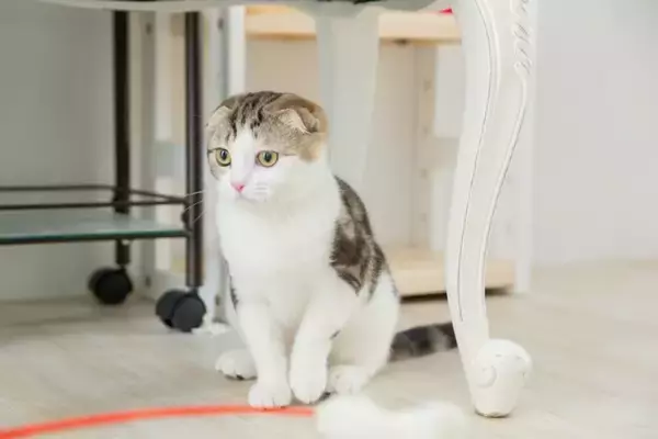 『丸っとしたフォルム』が魅力的な猫種7選　それぞれの特徴や飼育のコツもご紹介