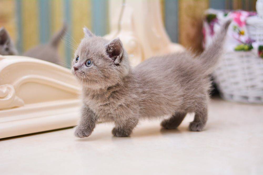 『丸っとしたフォルム』が魅力的な猫種7選　それぞれの特徴や飼育のコツもご紹介