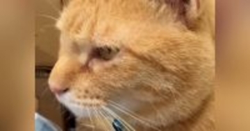 保護猫に『脱走したらダメだよ』と注意した結果…想像以上に『適当すぎる返事』が54万再生「とりあえず言っとこ」「何回も見たｗ」と話題