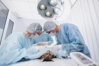 タイ国内で初　心臓病の猫に「ペースメーカー」を装着する大手術が成功　今後の高度医療に期待高まる