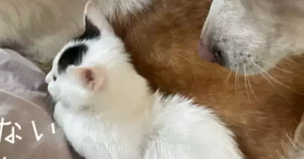 外を眺める子猫→後ろにいる『犬』の存在に気付いた『次の瞬間』…可愛すぎるやり取りに１万いいね「微笑ましい光景」「最高に癒された」と絶賛