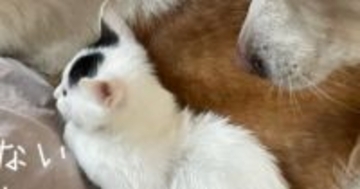 外を眺める子猫→後ろにいる『犬』の存在に気付いた『次の瞬間』…可愛すぎるやり取りに１万いいね「微笑ましい光景」「最高に癒された」と絶賛