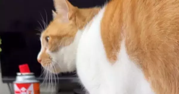 カレーを食べようとしていたら、愛猫がやって来て…次の瞬間→思いもよらない『爆笑の展開』が287万再生「めっちゃ笑った」「吹いた」