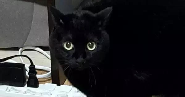 『くしゃみ』をしたら、いっしょの部屋にいた『黒猫』が…可愛すぎる『リアクション』に７万いいね「しっぽがｗ」「漫画のような光景ｗ」