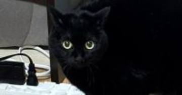 『くしゃみ』をしたら、いっしょの部屋にいた『黒猫』が…可愛すぎる『リアクション』に７万いいね「しっぽがｗ」「漫画のような光景ｗ」