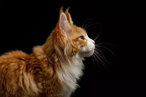猫にまつわる意外と知らない『カタカナ用語』4選　言葉の意味や豆知識もご紹介