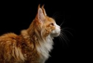 猫にまつわる意外と知らない『カタカナ用語』4選　言葉の意味や豆知識もご紹介