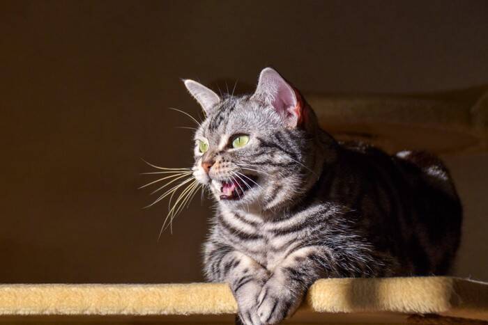 猫にまつわる意外と知らない『カタカナ用語』4選　言葉の意味や豆知識もご紹介