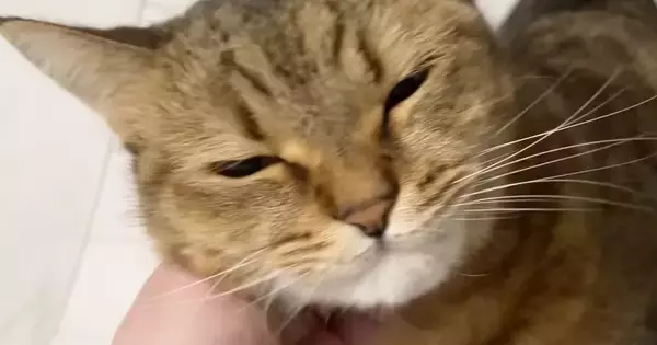 ママが早めに帰宅した結果→いつもは『喜んでお出迎えをする猫』が…『予想外の行動』に爆笑の声「表情がかわいいｗ」「温度差に笑った」