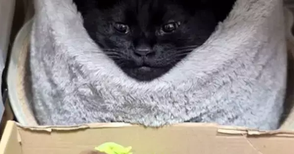 『ベッドでくつろぐ黒猫』を見たら→驚くレベルで『綺麗な形』になっていて…『まさかの光景』に３万いいね「お見事ｗ」「ジワジワきたｗ」