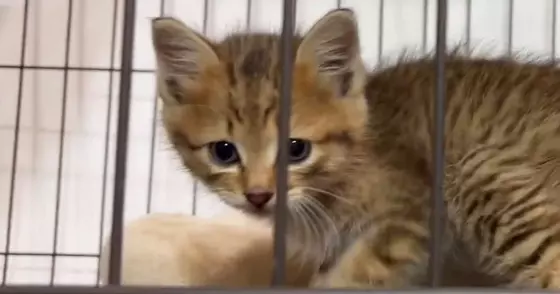『可愛い顔の子猫』がケージに顔を押し付けた結果…想像以上に『変顔になる瞬間』が164万表示「電車の中で吹いたｗ」「お腹痛いｗ」