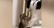 棚の下に身を潜める子猫→近くにいた『先輩猫』に突進した結果…ほっこりする『やり取り』に「舐められっぱなし」「先輩は偉大でした」の声