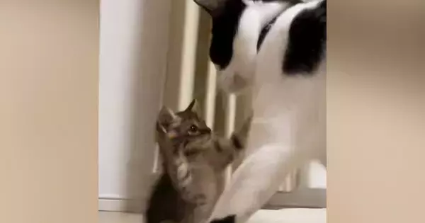 棚の下に身を潜める子猫→近くにいた『先輩猫』に突進した結果…ほっこりする『やり取り』に「舐められっぱなし」「先輩は偉大でした」の声